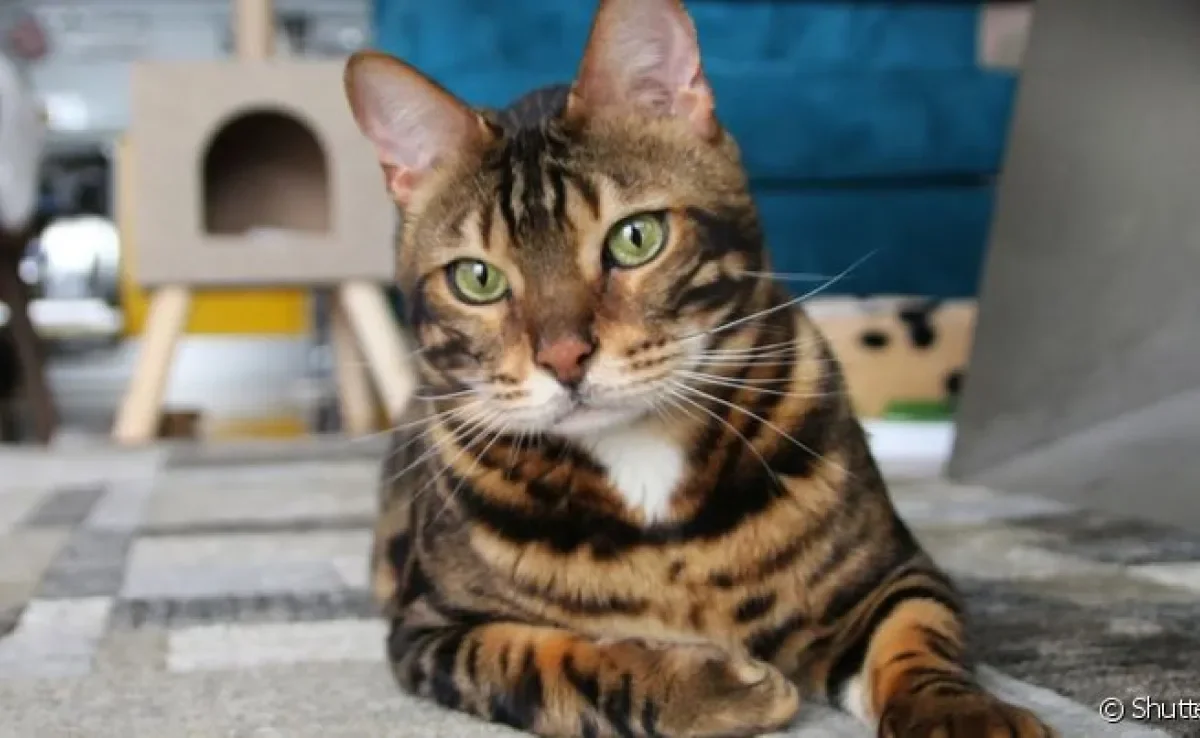 Gato vomitando é um sintoma comum de várias infemidades