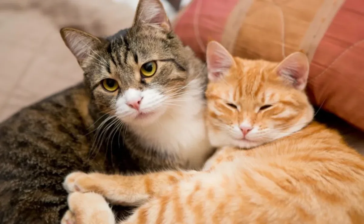 Cores de gato: sabia a cor do pelo do gato pode determinar alguns padrões comportamentais dele?