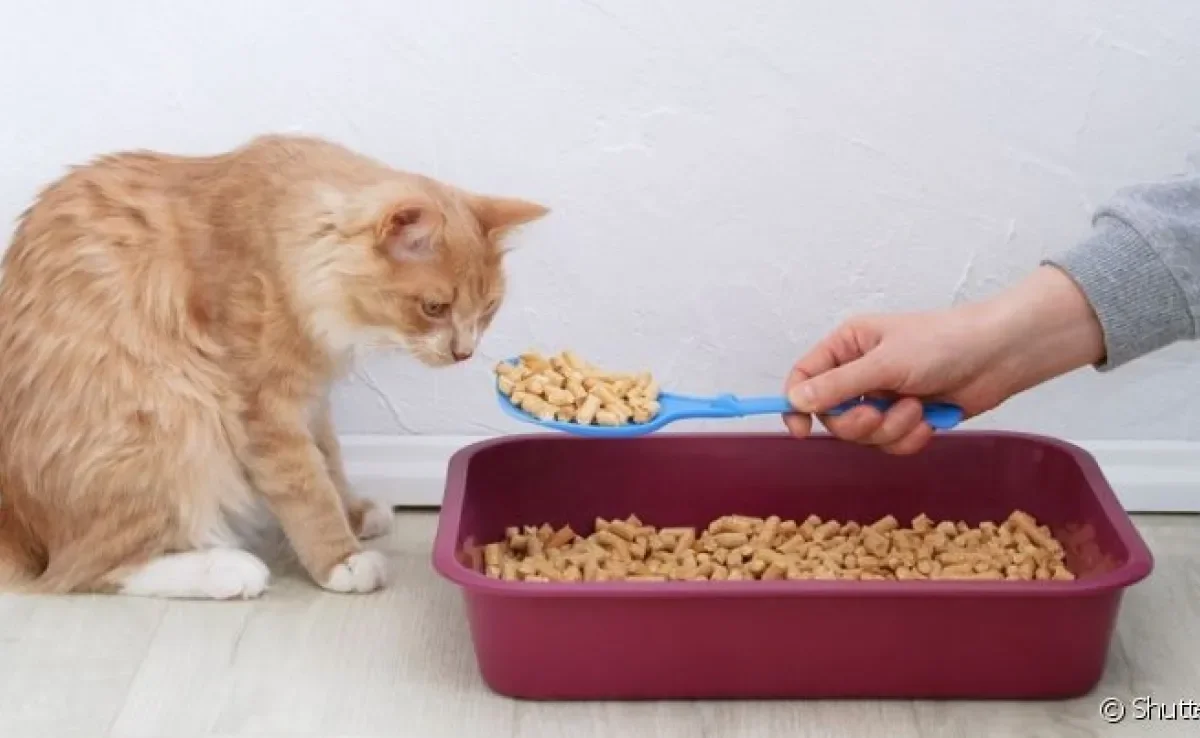 Para escolher a melhor areia para gato é preciso levar em conta vários aspectos