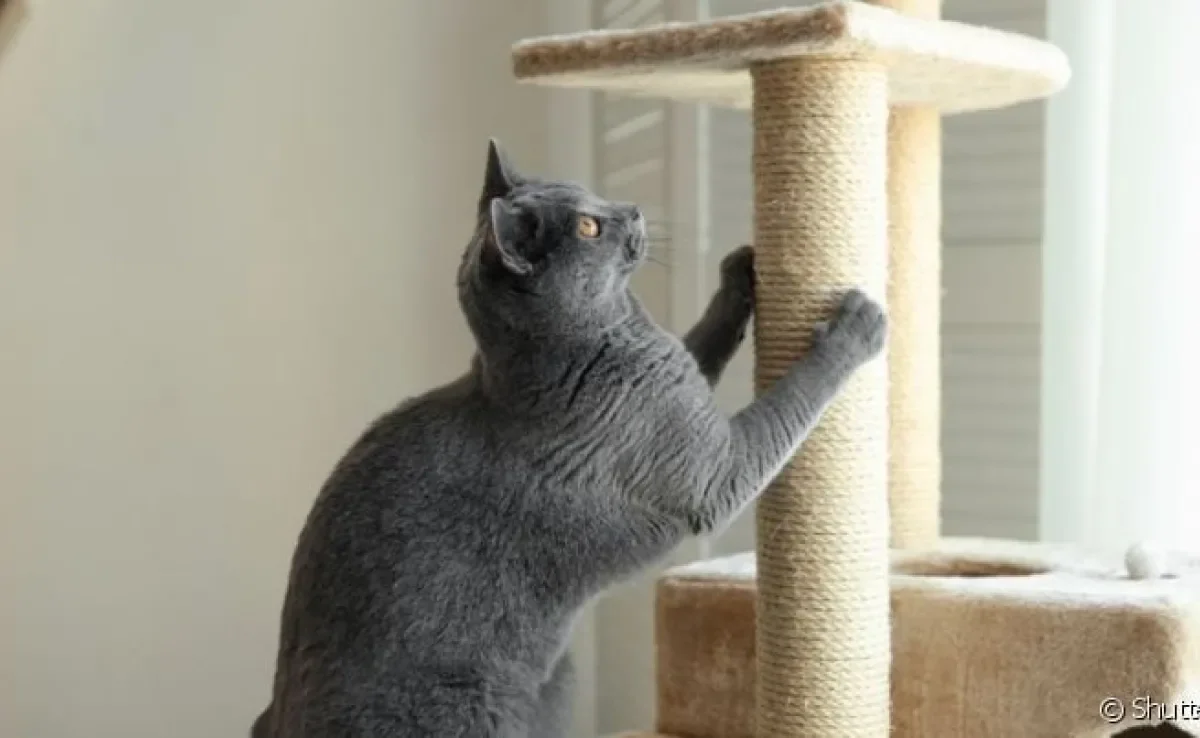 O arranhador para gatos estimula os instintos e traz benefícios para a saúde do animal