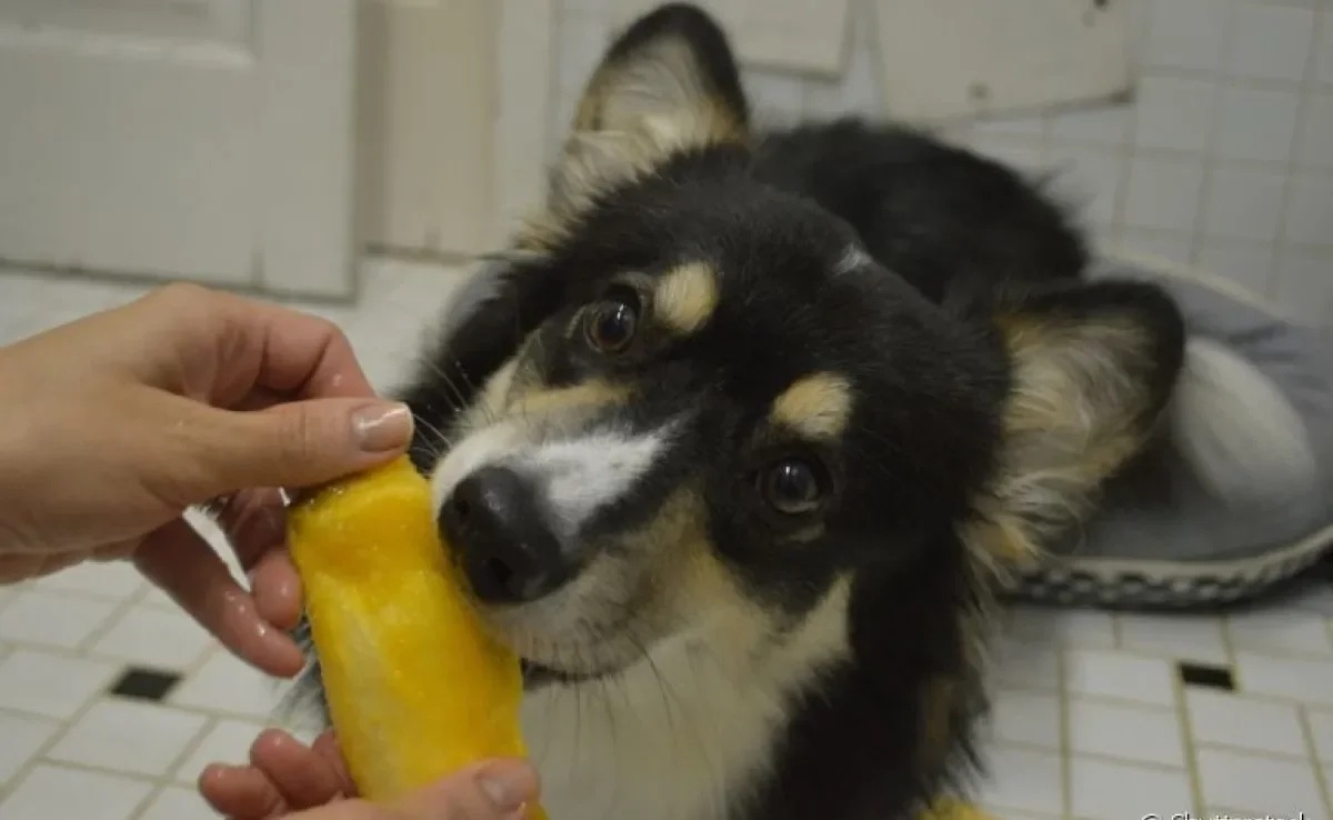 O cachorro pode comer manga, desde que o alimento seja preparado da maneira certa