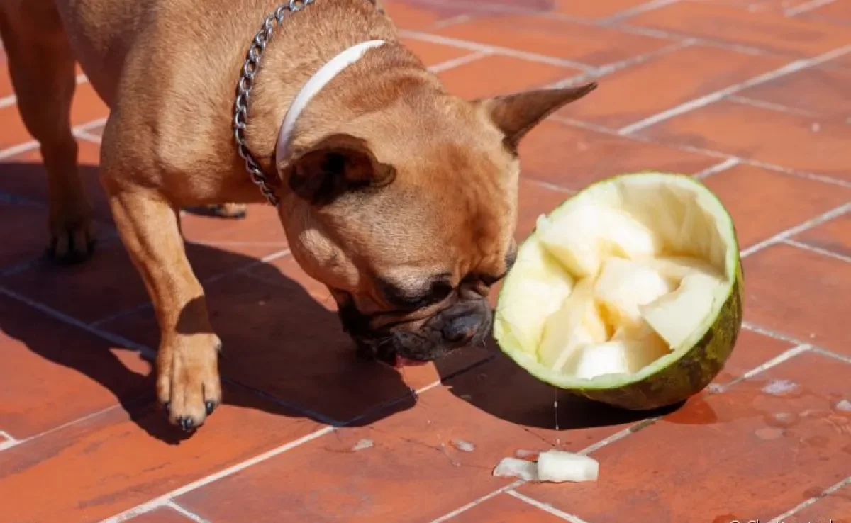 O melão para cachorro promove vários benefícios para a saúde do pet