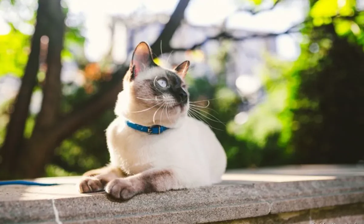 A coleira de gato faz toda a diferença para garantir a segurança do seu felino