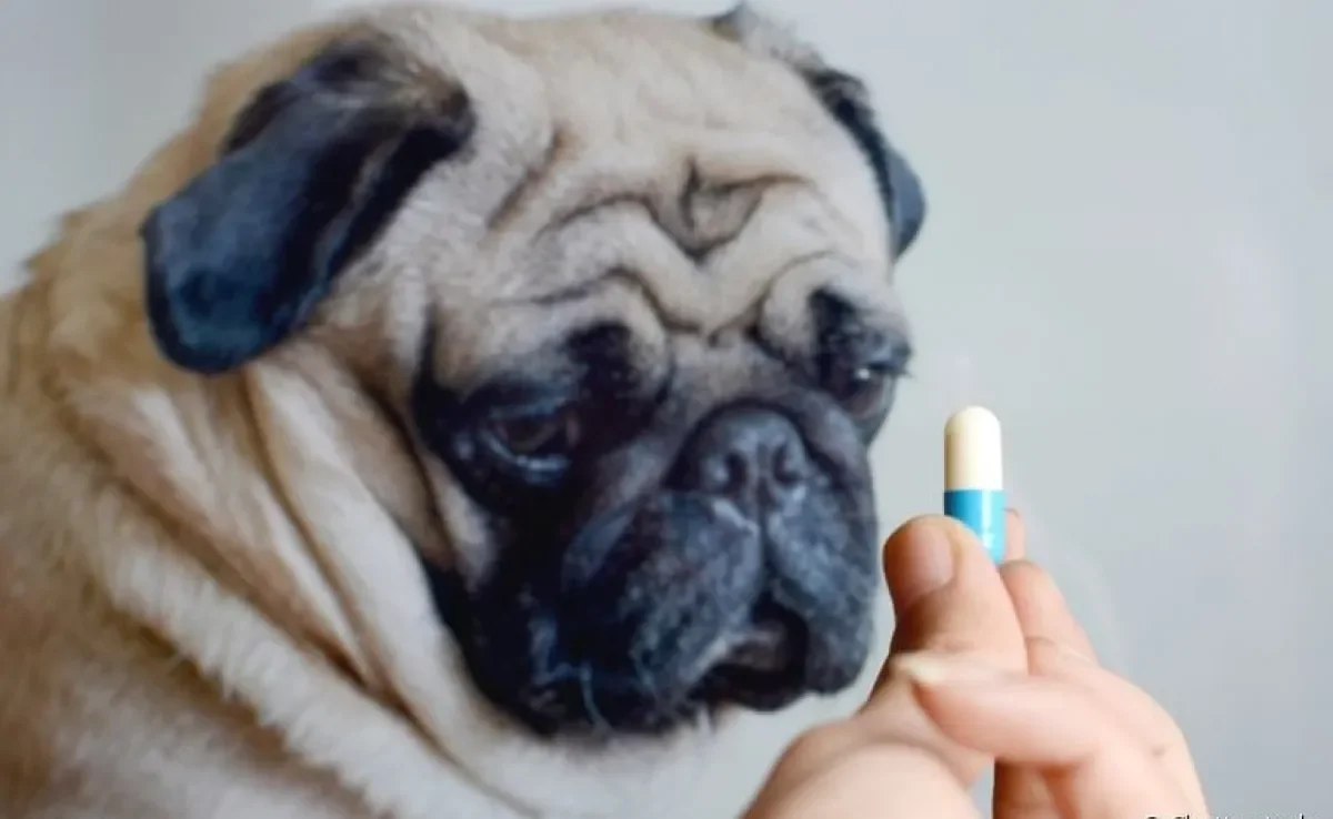 O corticoide para cachorro pode ser usado para tratamentos de vários problemas, mas deve ter acompanhamento contínuo