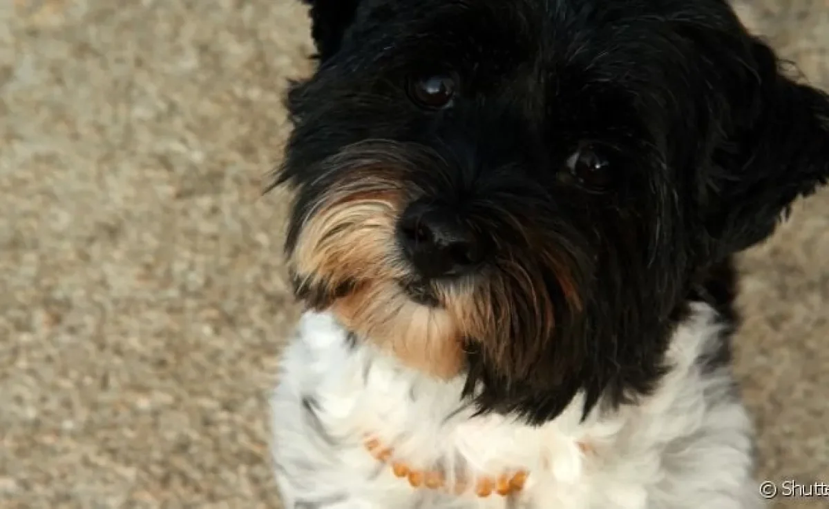 A dirofilariose em cães é uma doença perigosa e silenciosa 