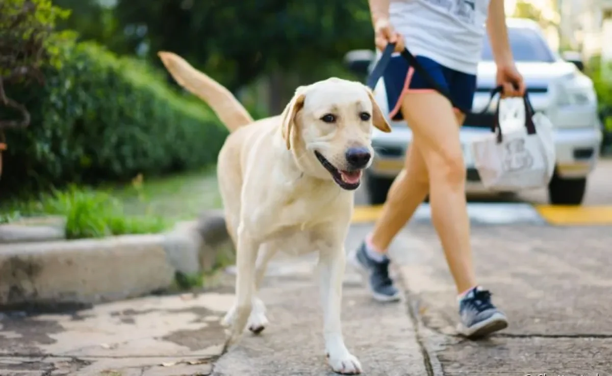 A guia para cachorro facilita bastante os passeios com o seu pet
