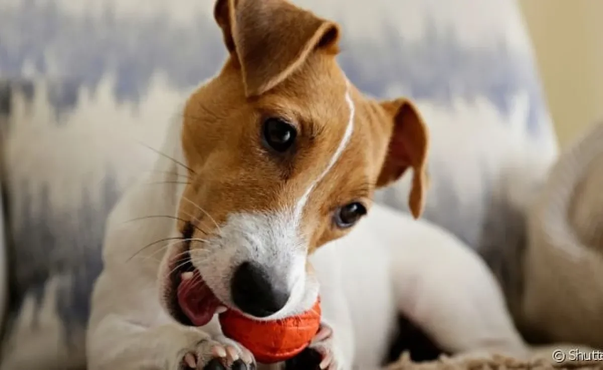 Jack Russell Terrier: saiba tudo sobre esse cãozinho pequeno e cheio de energia