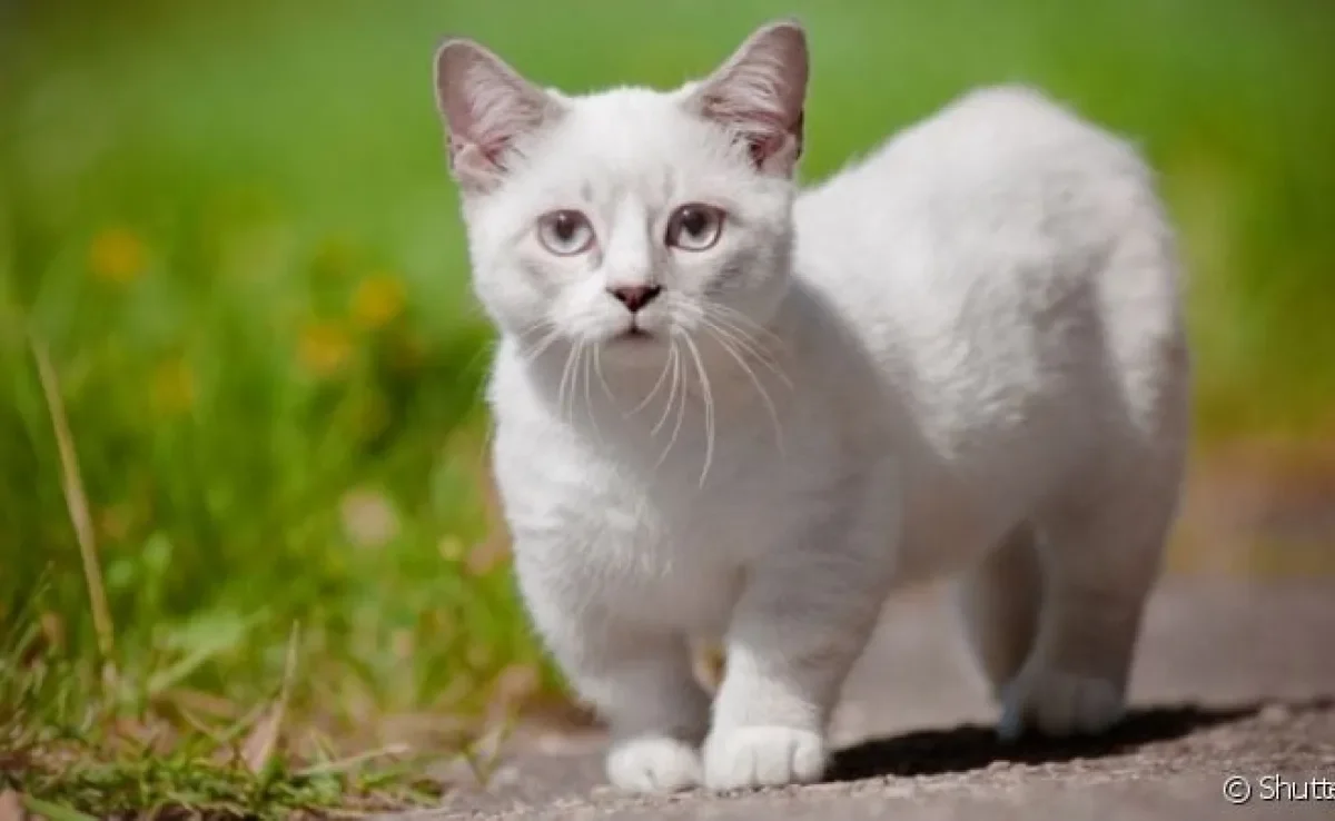 O Munchkin é inconfundível: as patinhas curtas e coluna alongada são marcas registradas dessa raça de gato!