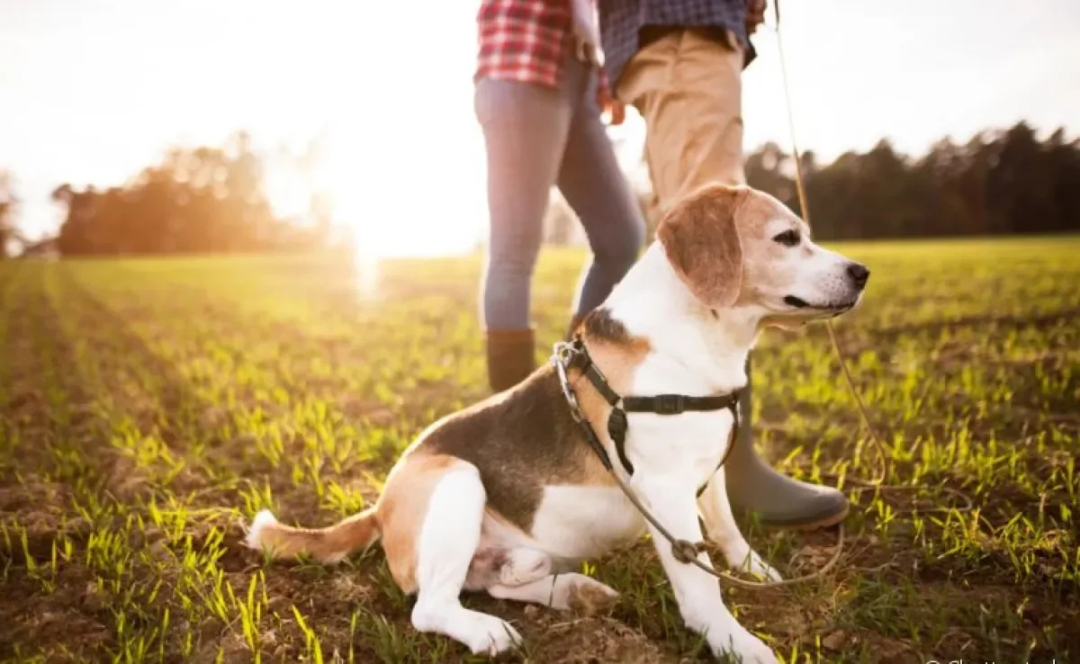 Peitoral para cachorro: esse modelo de coleira fica preso no peito do cão, ao invés de no pescoço