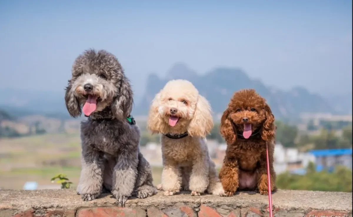  Você consegue identificar os tipos de Poodle que existem? Entenda as diferenças entre eles! 