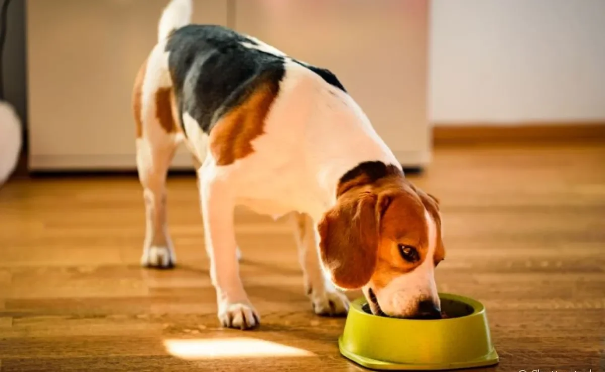 O comedouro para cachorro pode ter vários modelos