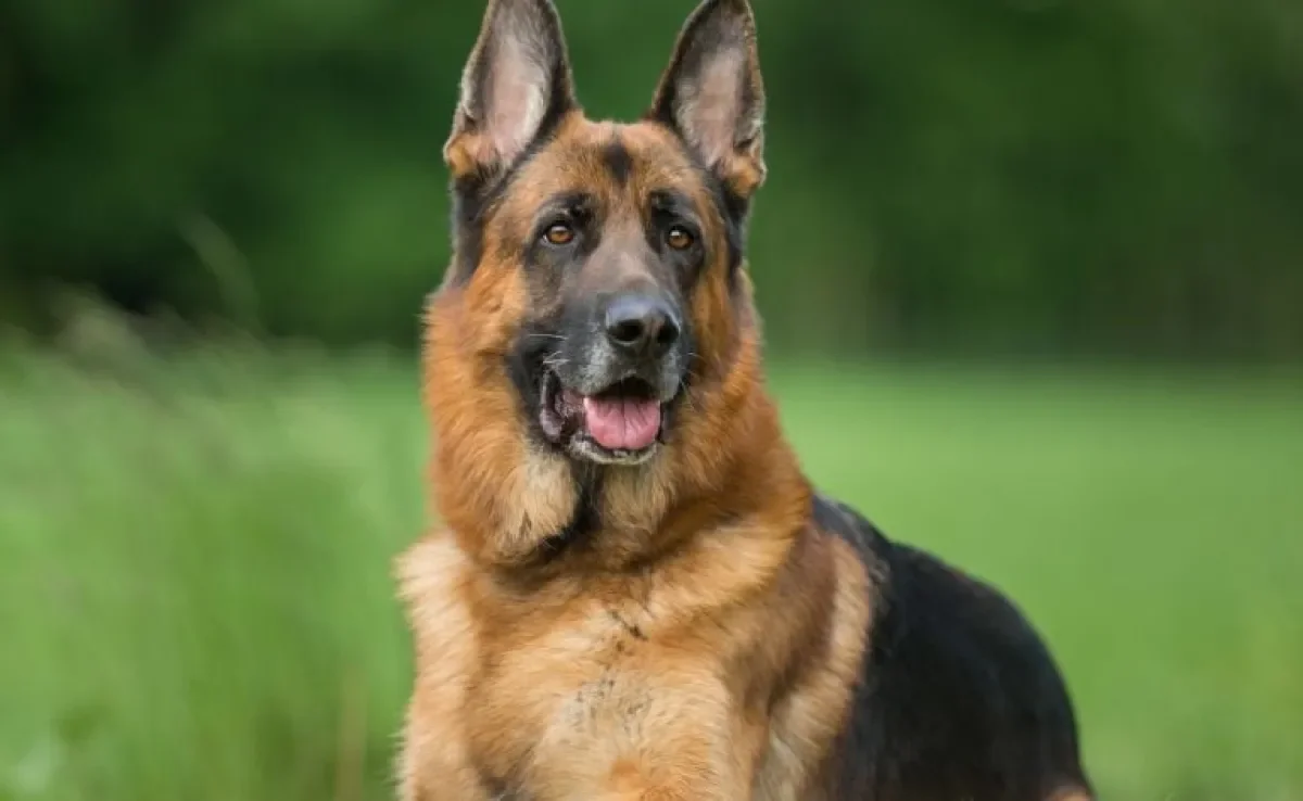 Pastor Alemão ou Belga? A raça de cachorro alemã, ao contrário da belga, possui uma capa preta nas costas
