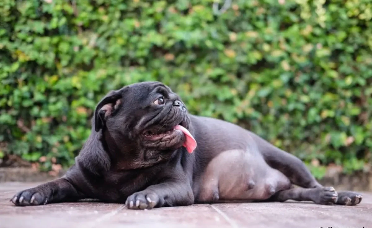 A gestação de cachorro dura menos tempo que uma gravidez humana