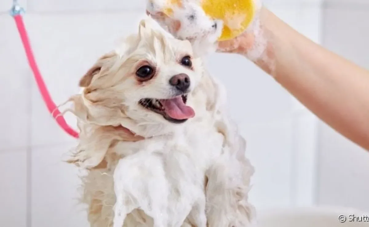 O shampoo para cachorro deve ser escolhido de acordo com a pelagem clara ou escura do animal