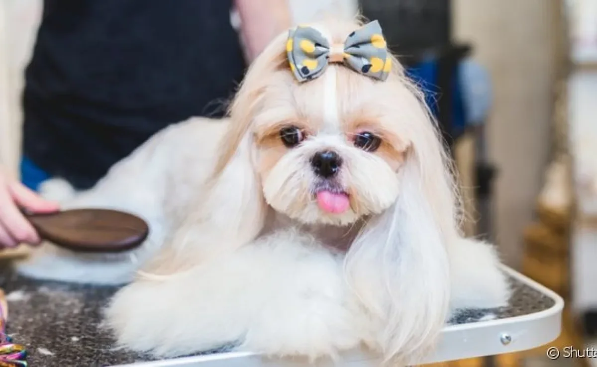 Tipos de tosa para Shih Tzu: leve a personalidade do cachorro em conta para escolher