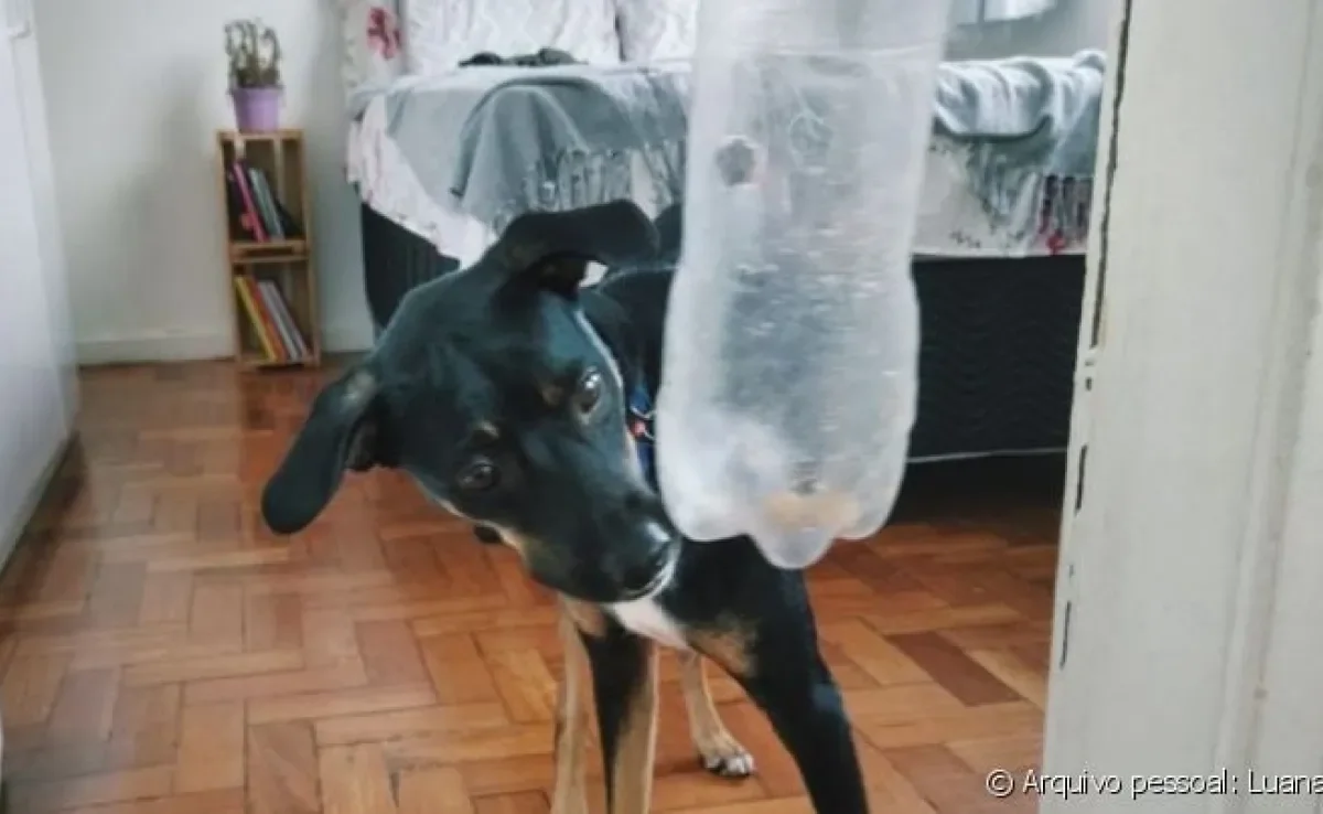 Brinquedos de garrafa pet estimulam o seu cachorro