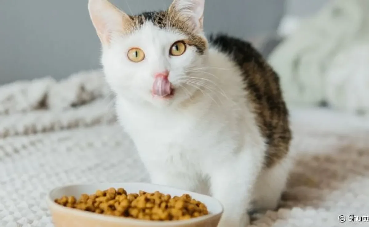 Levar em consideração do que o gato se alimenta é essencial para oferecer a melhor dieta a ele