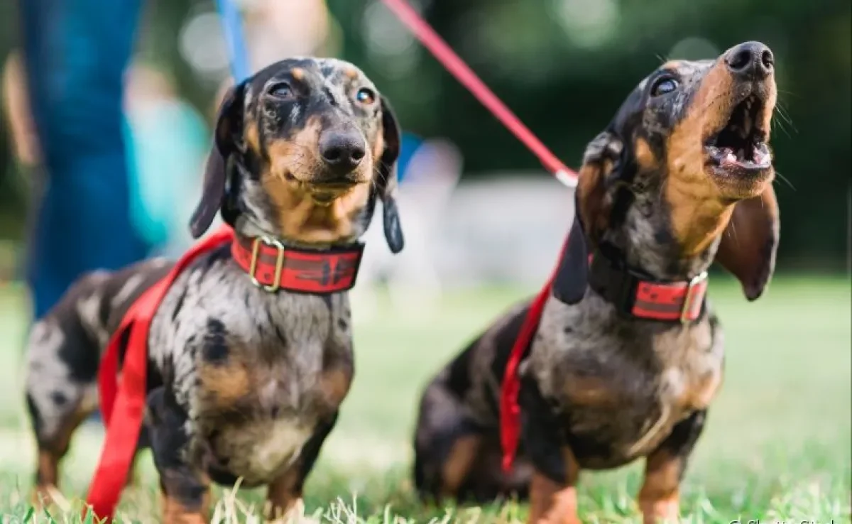 O cachorro que late muito pode ter esse comportamento por diferentes razões