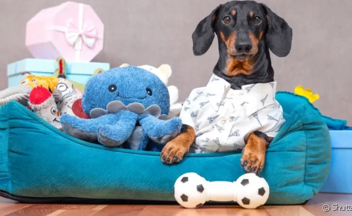 Os brinquedos para distrair cachorro aumentam a qualidade de vida do cãozinho