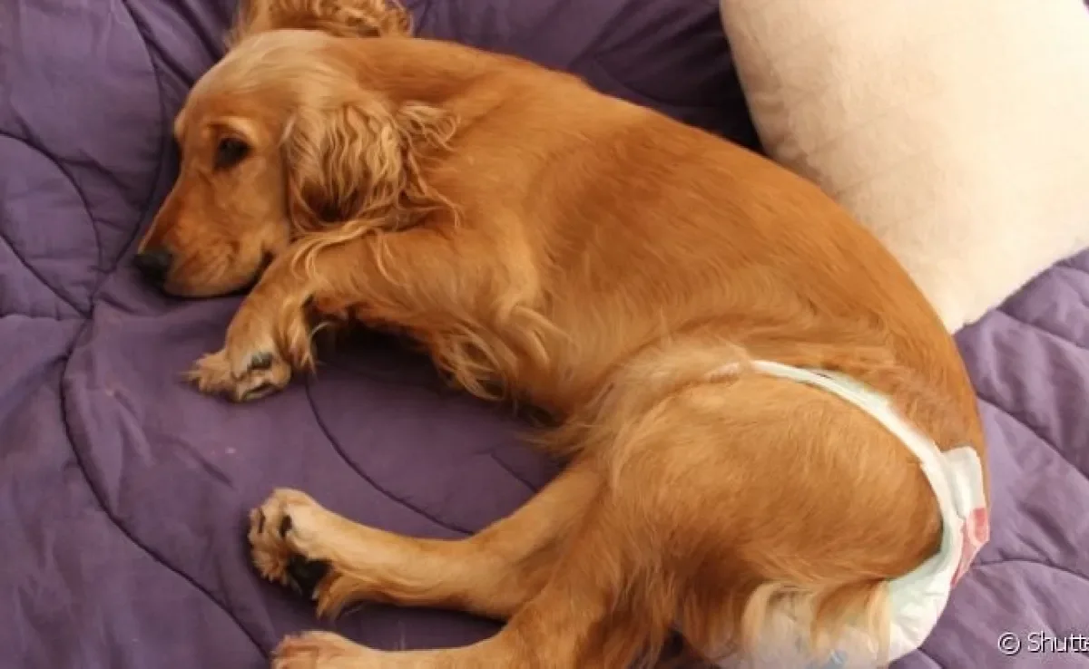Cachorra menstrua? O sangramento das cadelas possui nome e um processo diferente da menstruação humana