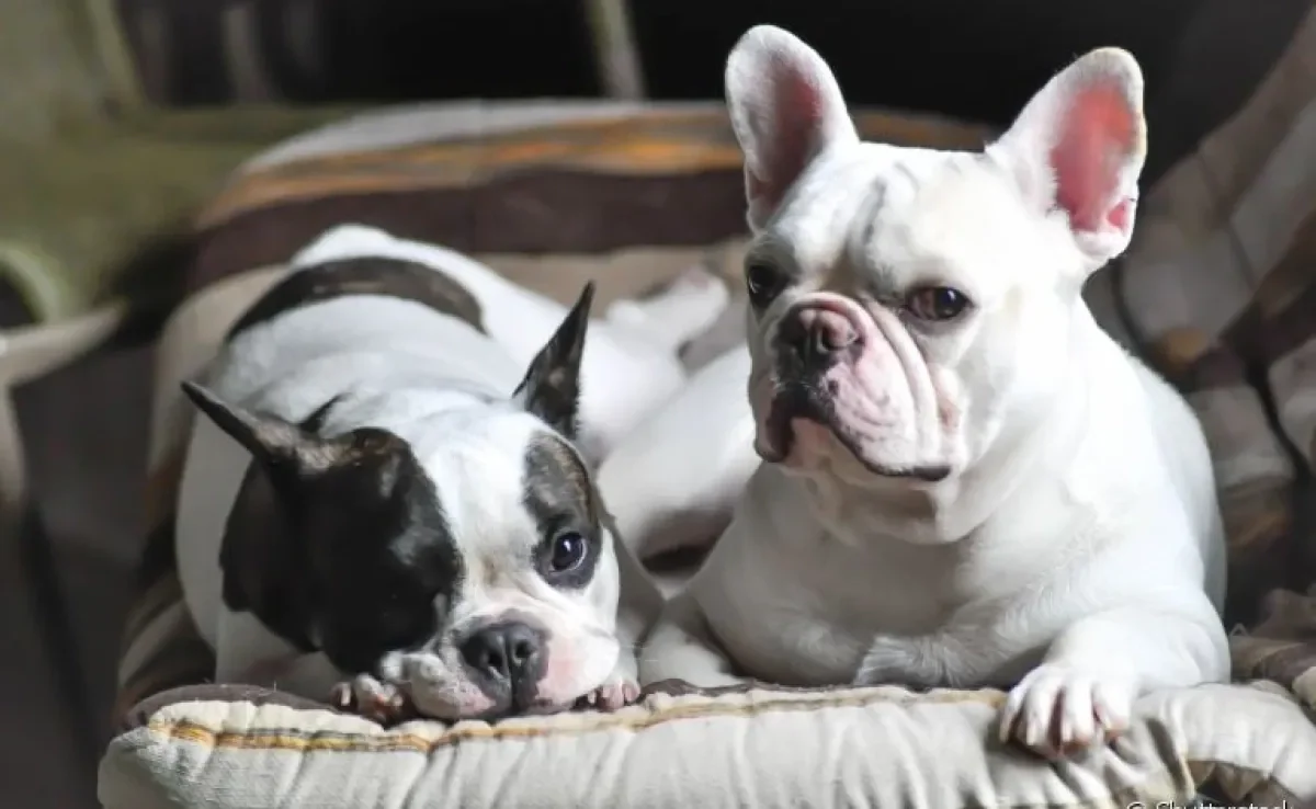 Luto de cachorro: saiba como esse momento pode afetar a saúde e o comportamento do seu amigo