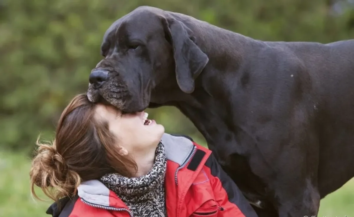 Um cachorro gigante, como o Dogue Alemão, precisa de alguns cuidados com a sua rotina