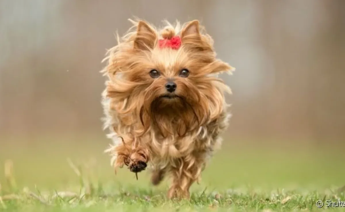 Raças de cachorro peludo pequeno deixam qualquer um apaixonado!