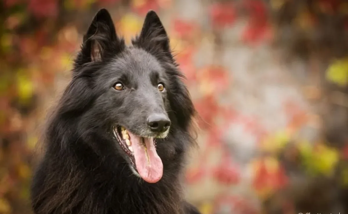 Raças de cachorro preto: Pastor Belga, Labrador, Rottweiler... veja uma lista com vários cães!