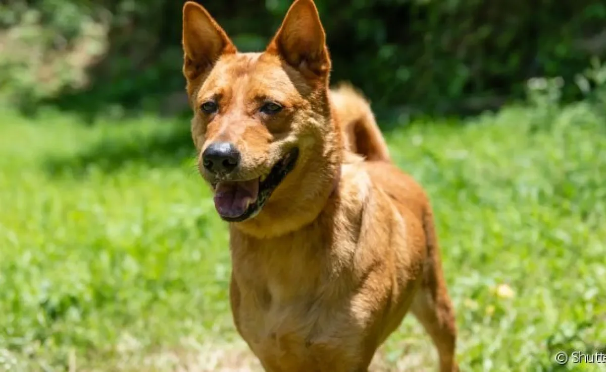 O cachorro vira-lata caramelo é um símbolo do Brasil, mas será que a saúde dele é tão resistente como falam por aí?