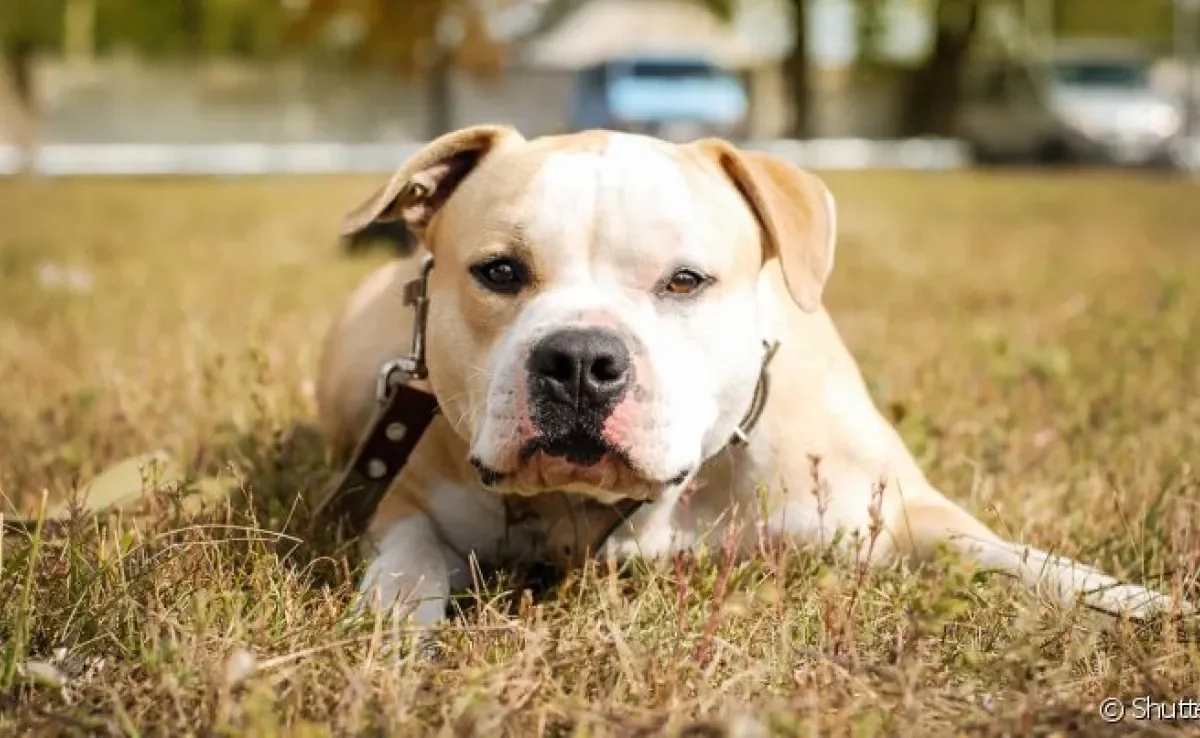 Cachorro vomitando espuma branca: indigestão é uma das causas