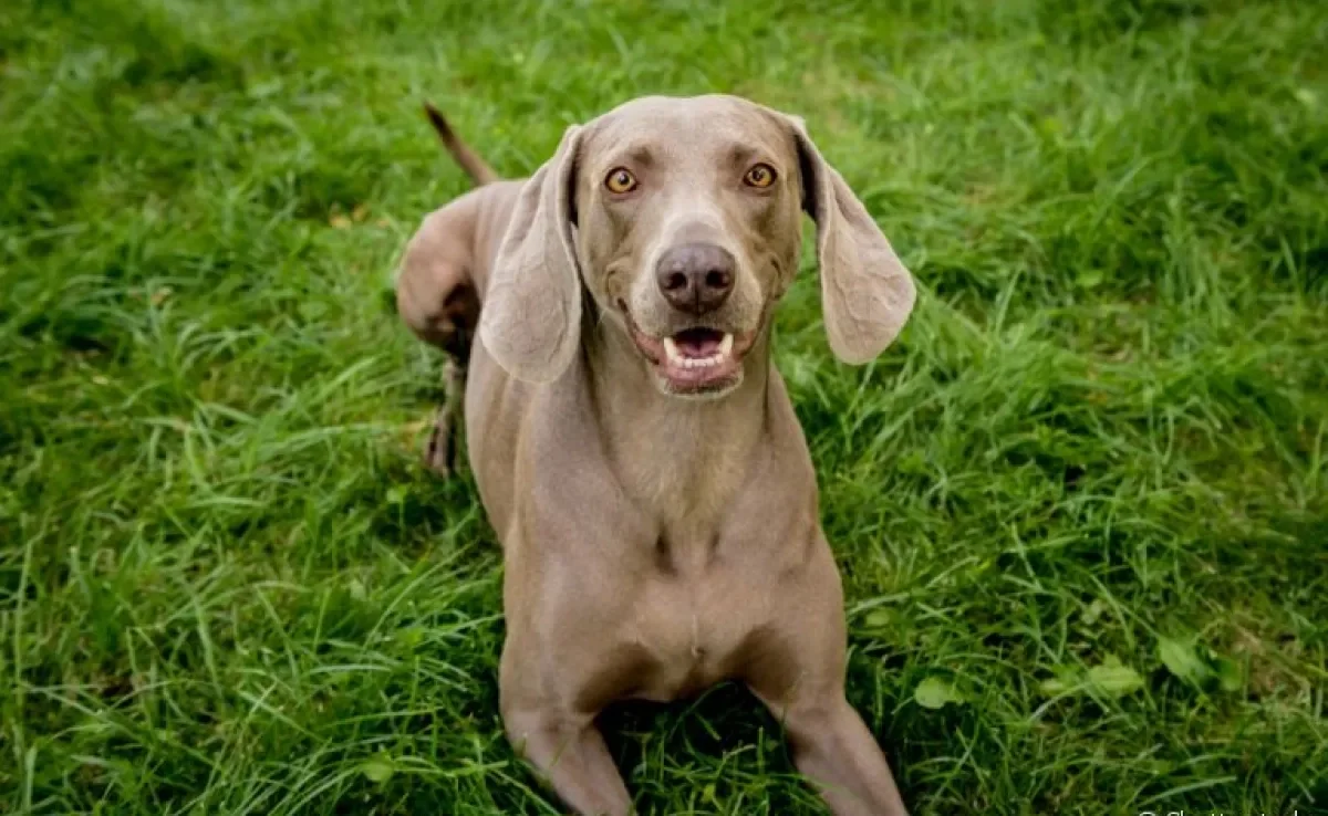 O Weimaraner é um cachorro grande, e com coração maior ainda