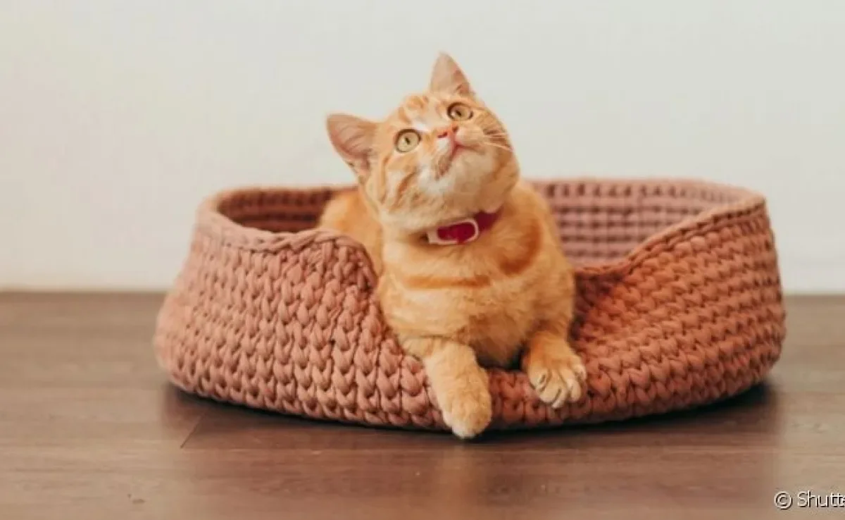 Até na hora de escolher uma cama para gatos é preciso levar em consideração o comportamento do animal