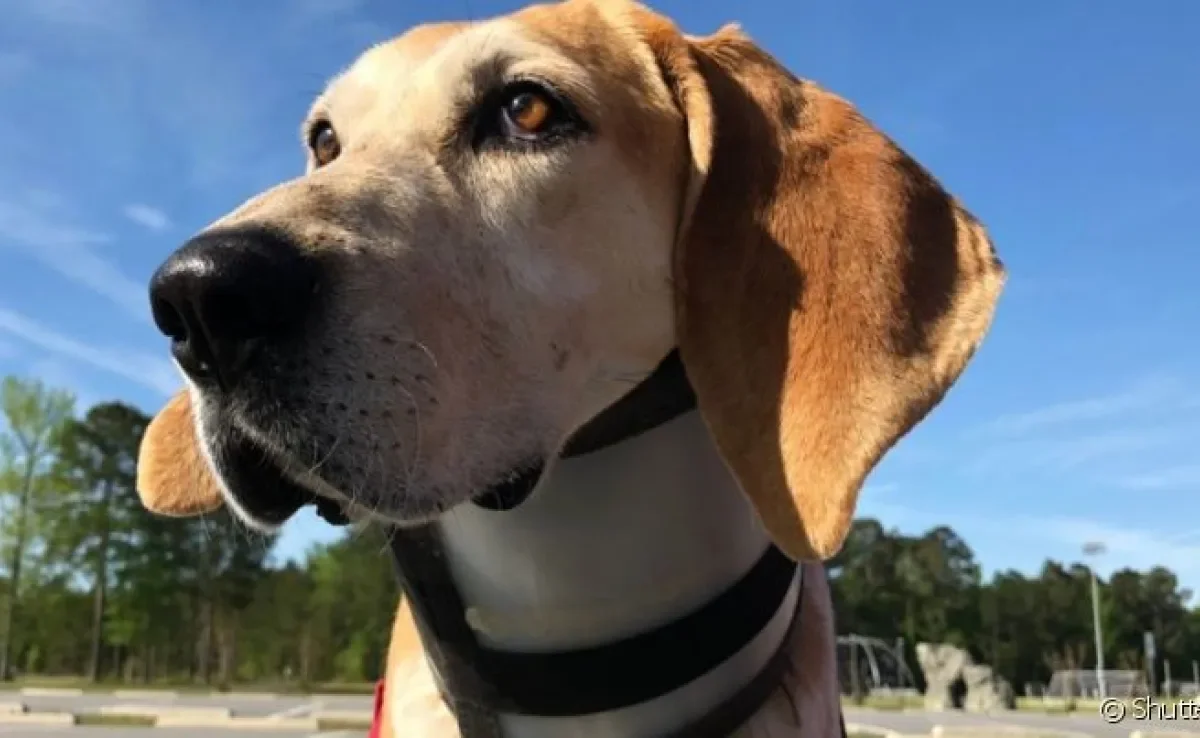 O colar cervical para cachorro é importante para limitar os movimentos da cabeça em casos de dor