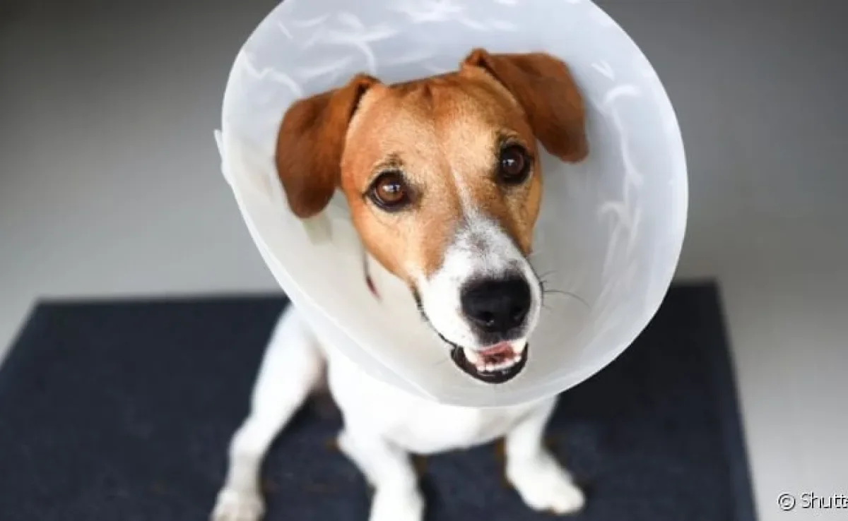 Colar elizabetano: cachorro necessita do acessório depois de cirurgias