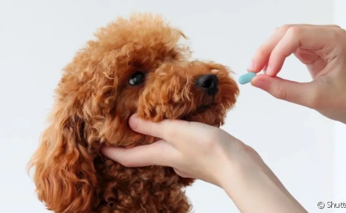O remédio de verme para cachorro tem uma frequência que deve ser seguida pelo tutor
