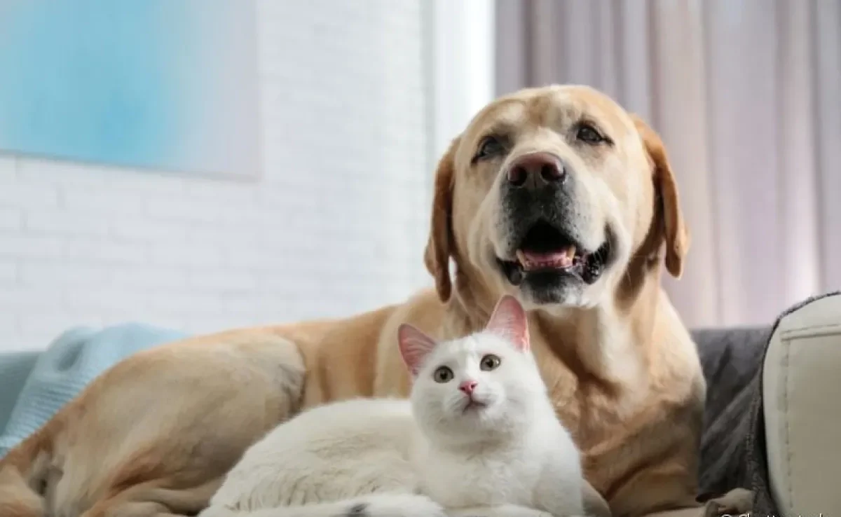 Na hora de limpar a casa, é bom escolher produtos adequados para cães e gatos