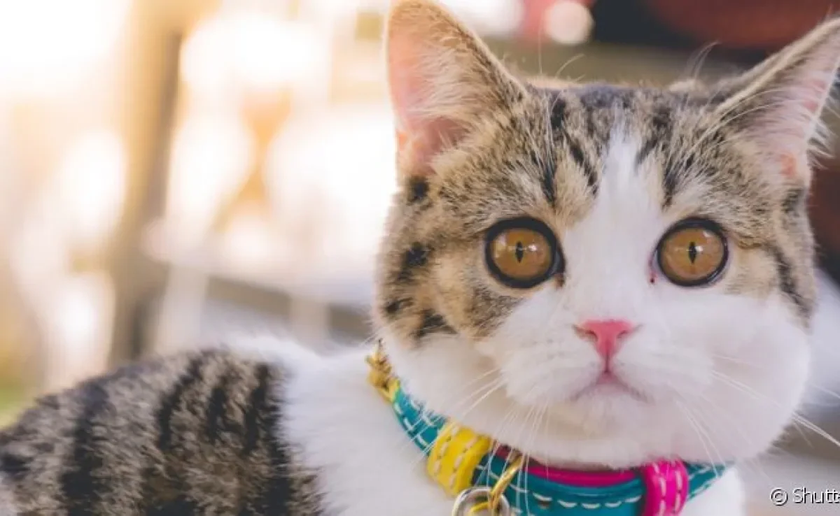 Saber se a felina cruzou é tão importante como saber se gata está no cio