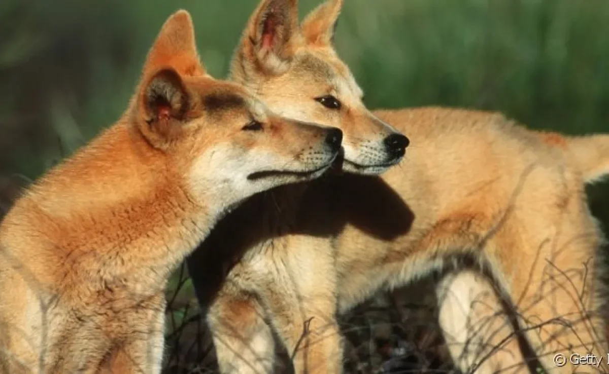 As raças de cachorro selvagens são raras e cheias de curiosidades!