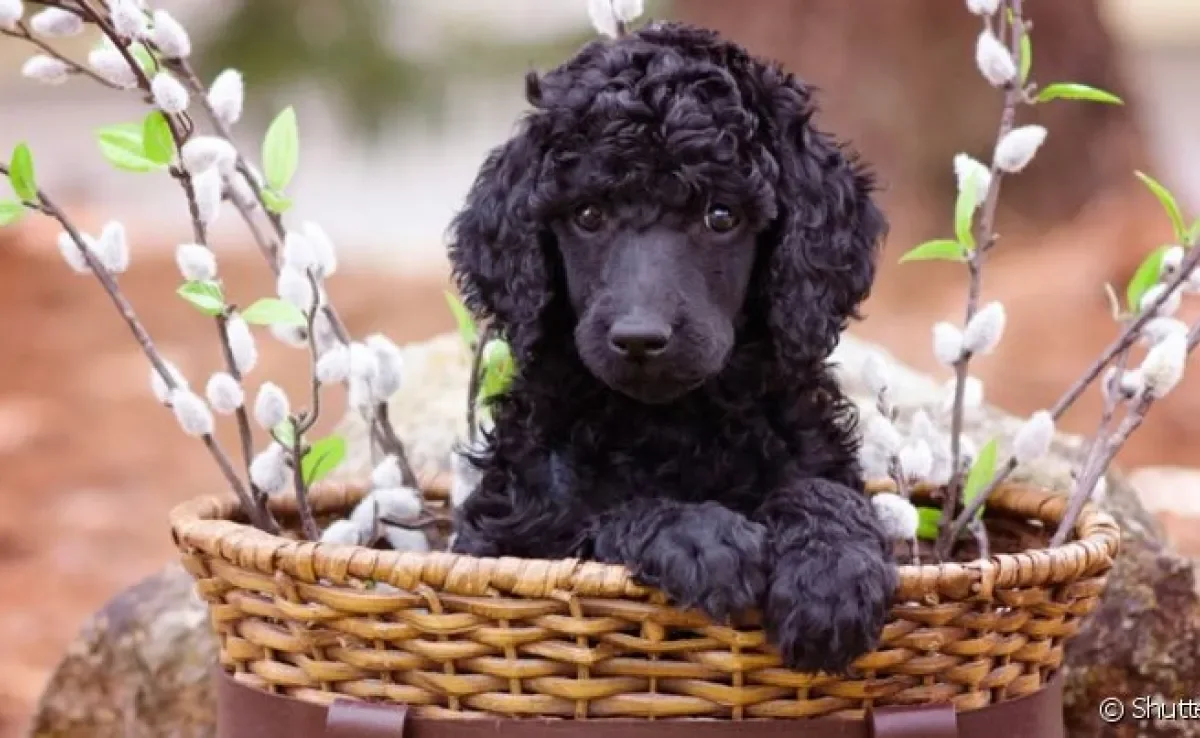 O filhote de poodle preto é uma fofura!