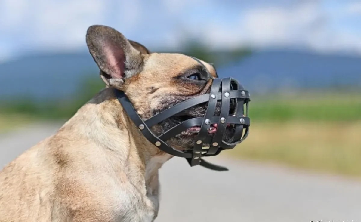 A focinheira para cachorro não deve ser utilizada como método de punição