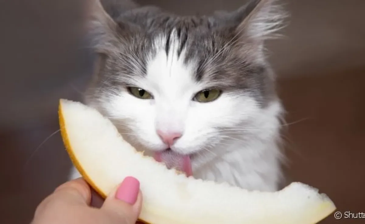 Felinos podem comer melão sem problemas, mas você sabe outras frutas que gatos podem comer? Veja na matéria!
