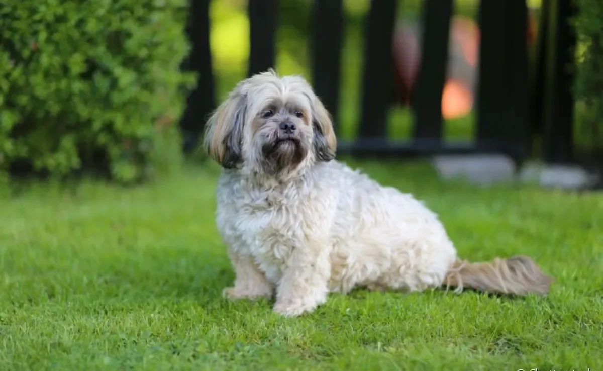 O cachorro Lhasa Apso é muito protetor, apesar de pequeno