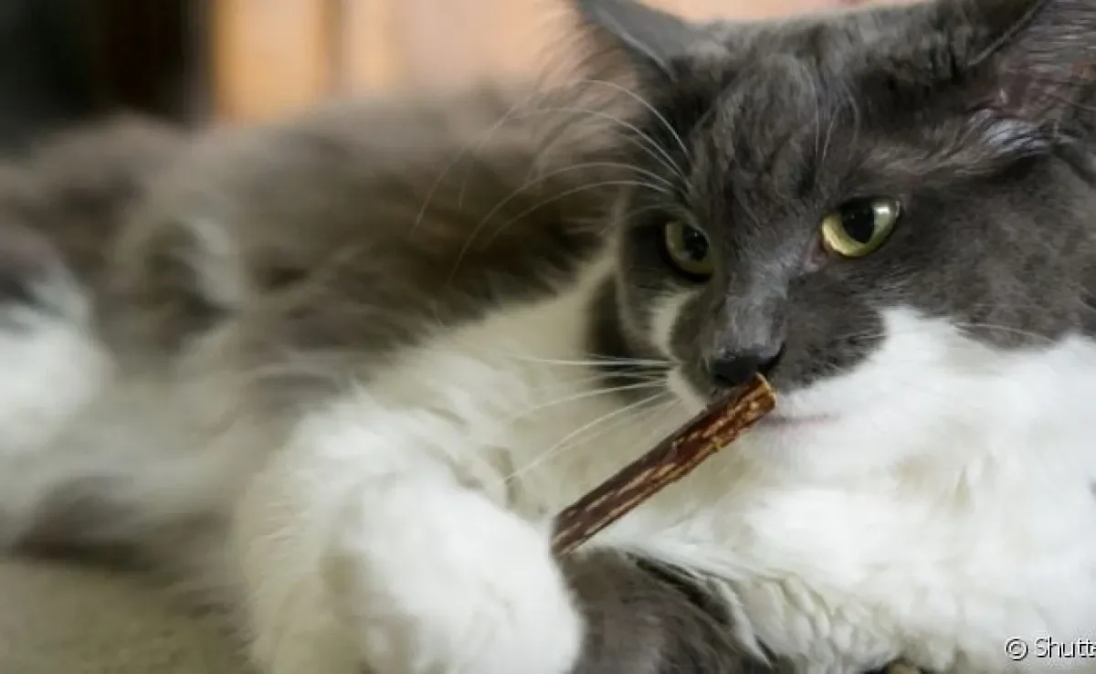 O matatabi é uma planta com efeitos parecidos ao catnip, mas com intensidade diferente