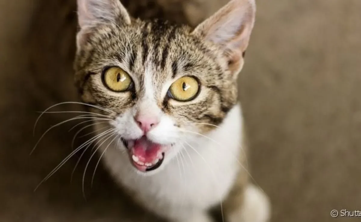O filhote de gato mia muito durante a adaptação ao novo lar