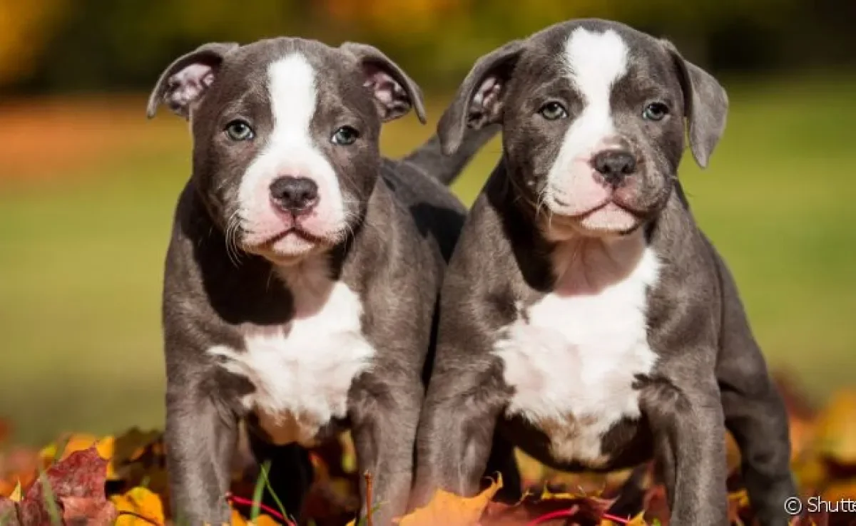 Adestrar fêmea Pitbull desde filhote é essencial para seu desenvolvimento comportamental