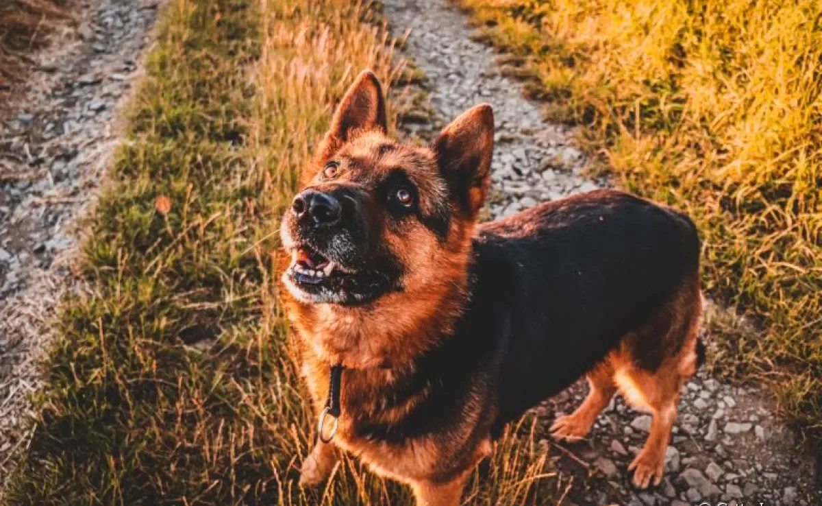 Pastor Alemão: um cão companheiro, brincalhão e carinhoso
