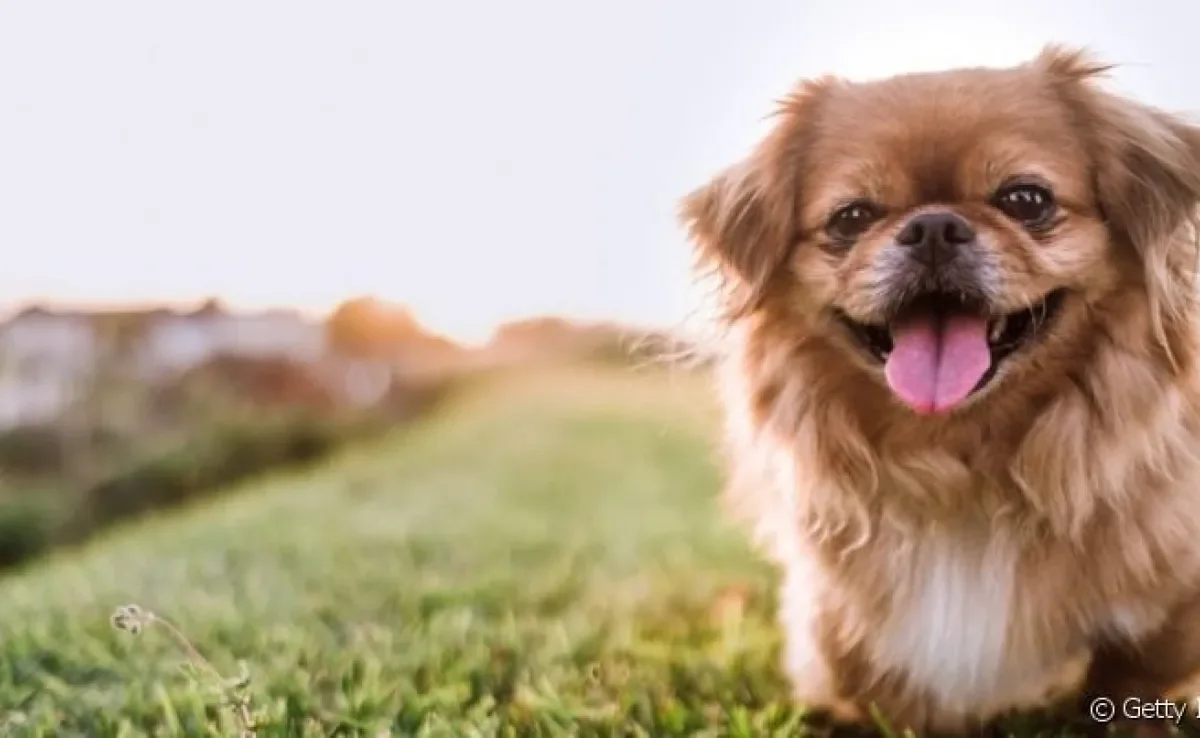 Cachorro Pequinês: prepare-se para derreter de amores por essa raça!