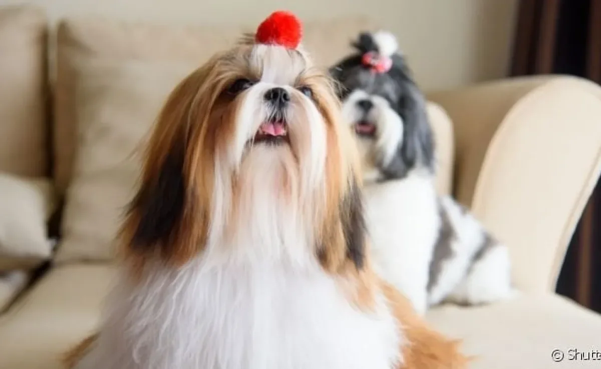 Existem muitas cores de Shih Tzu possíveis, dos tons mais claros aos mais escuros