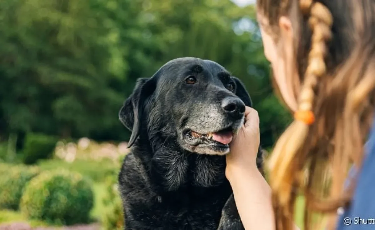 Qualidade de vida do animal é muito importante para saber até quantos anos cachorro vive