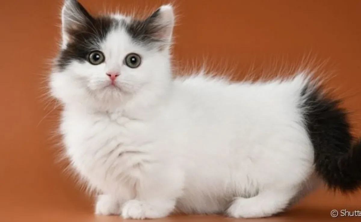 As raças de gatos pequenos nos fazem apaixonar com tanta fofura em um corpinho minúsculo